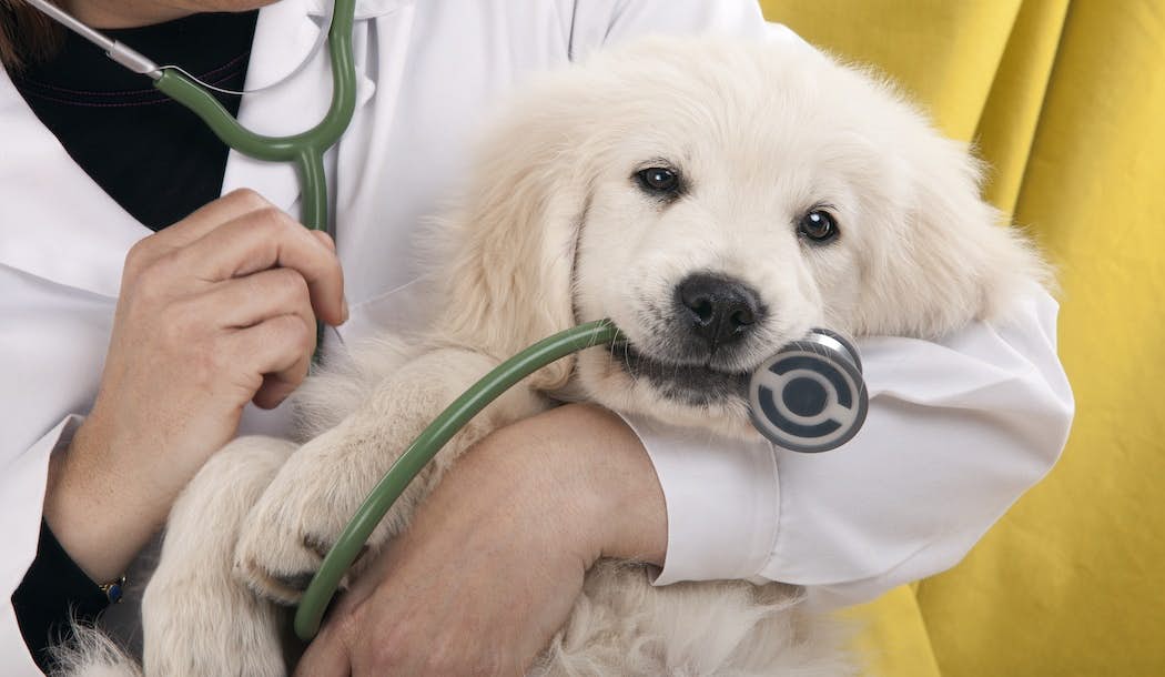 Did This Veterinarian Find A Treatment For Cancer? about undefined