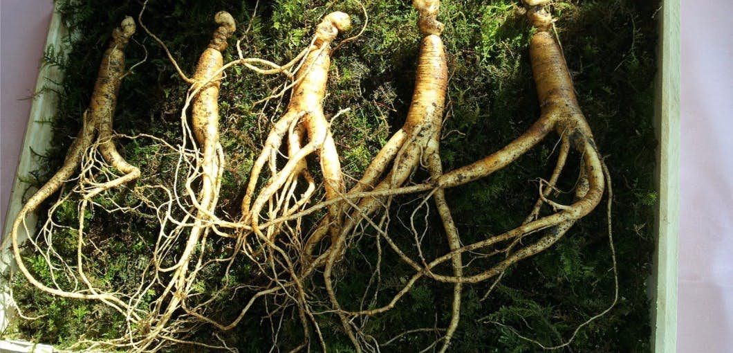Is it possible to "root out" cancer with ginseng? about undefined