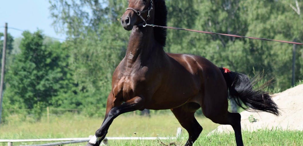 Harness the Strength of a Stallion Against Cancer, Alzheimer's, and Stress about undefined