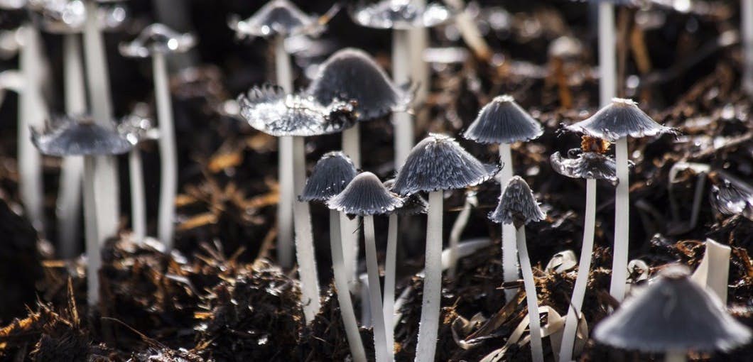 Cut Cancer Risk in Half With This Mushroom about undefined