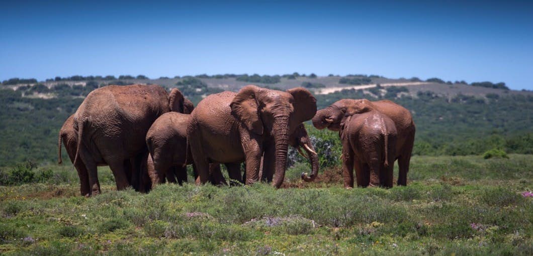 Why Elephants Rarely Get Cancer about undefined
