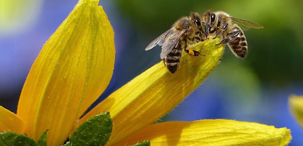 Bee products yields potent anticancer treatments about undefined