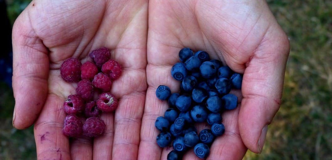 This little berry is super-sized when it comes to health benefits about undefined