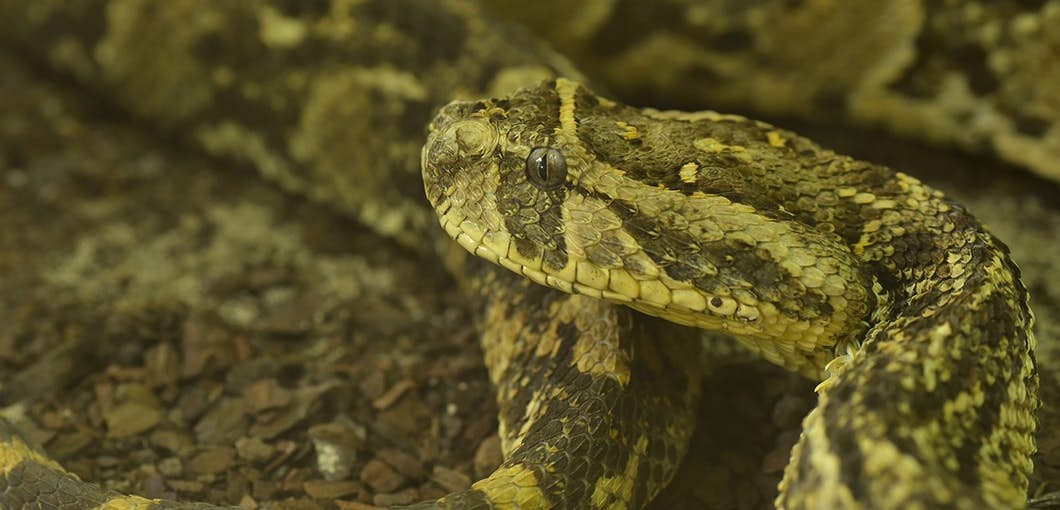 Amazing new cancer cure from snake venom about undefined