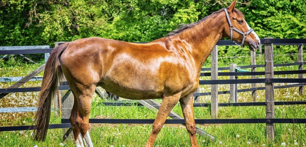 Old-fashioned horse sense gave birth to this cancer treatment about undefined