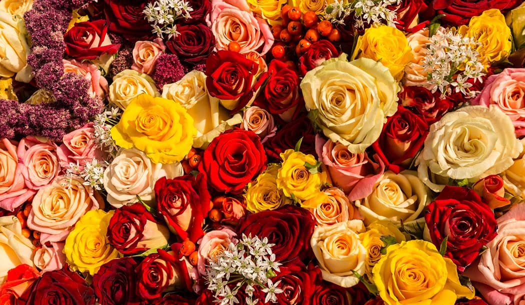 World's Favorite Flower is a Deadly Killer Against Cancer about undefined