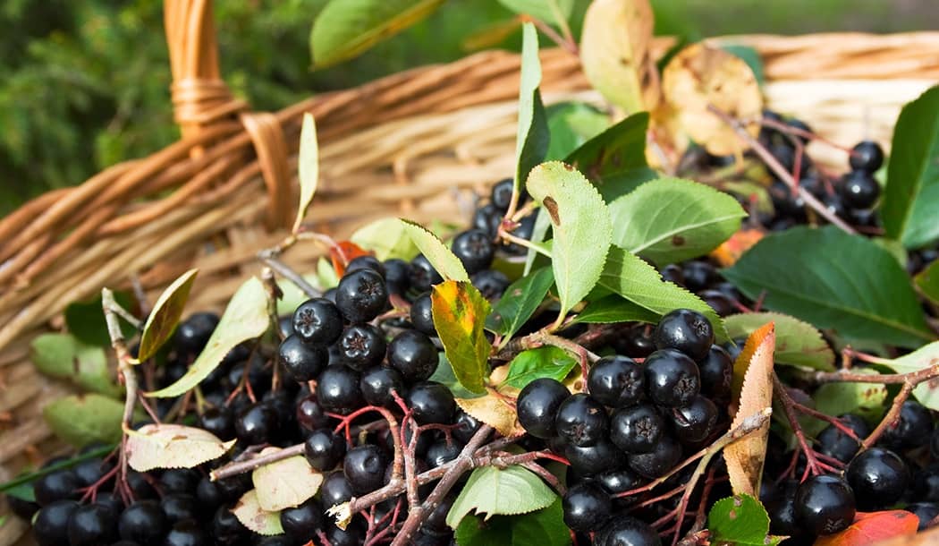 One of the Healthiest Fruits in the World about undefined