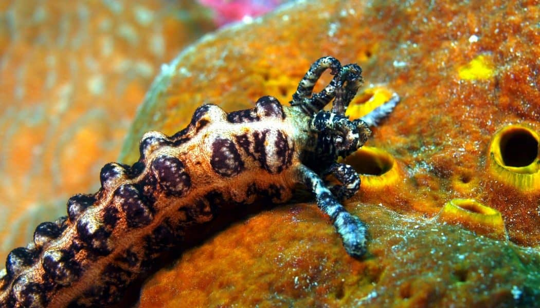 The Next Frontier in Cancer Research: Warty, Squishy “Cukes” about undefined