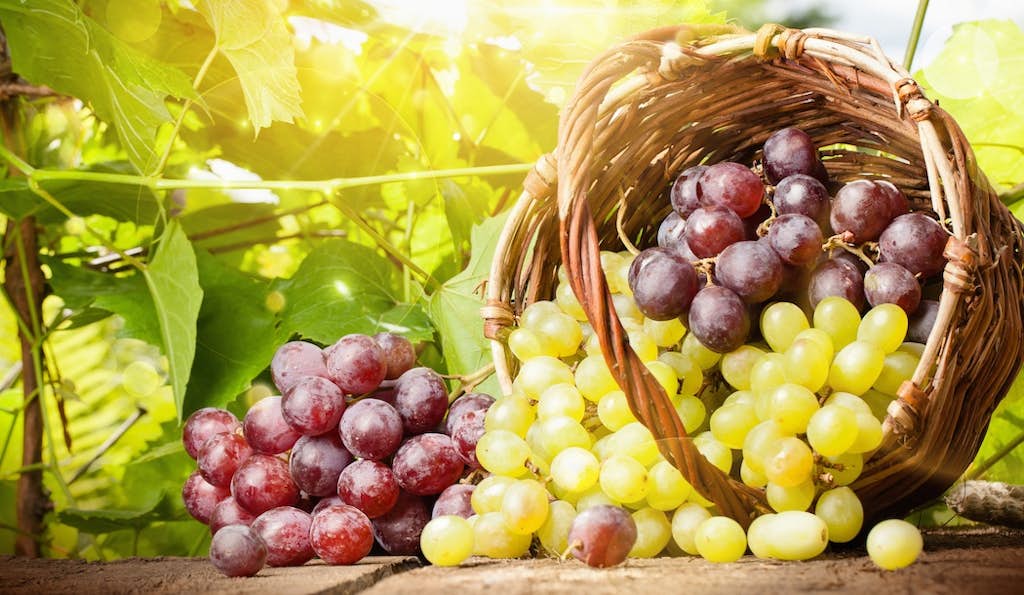 The Chemical in Grapes with a Big Effect on Cancer about false
