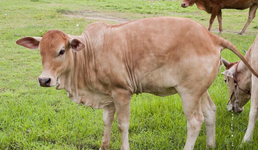 It Comes from a Cow, It's Not Milk, and It Might Kill Cancer… about false