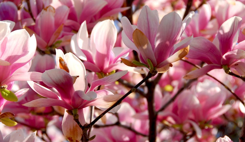 Popular Spring Flower Packs a Punch Against Cancer about false