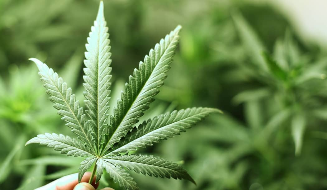 The Real Story on Cannabis for Cancer about undefined