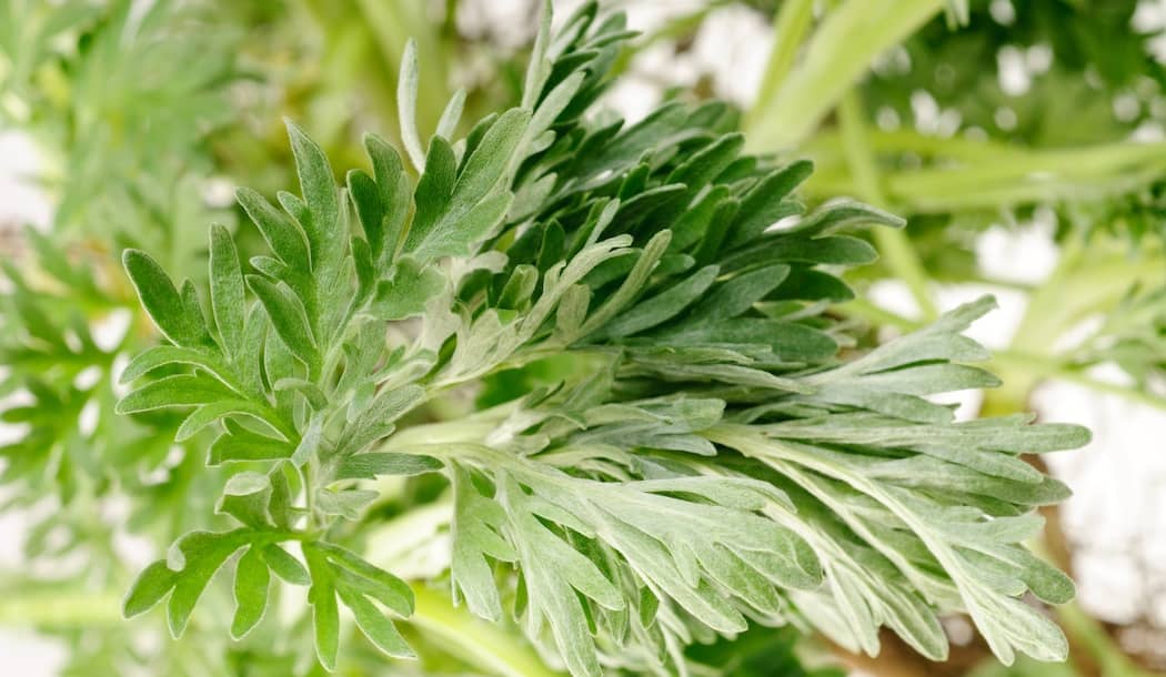 Herbal Treatment for Malaria Now Known to Kill Cancer, Too about undefined