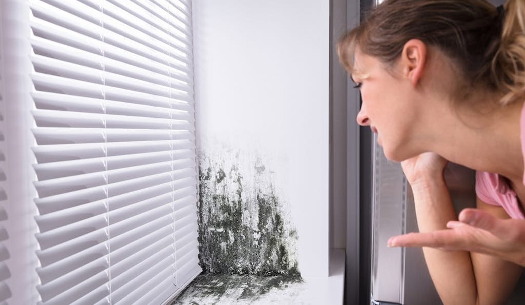 Mold in Your Home is a Cancer Danger about false