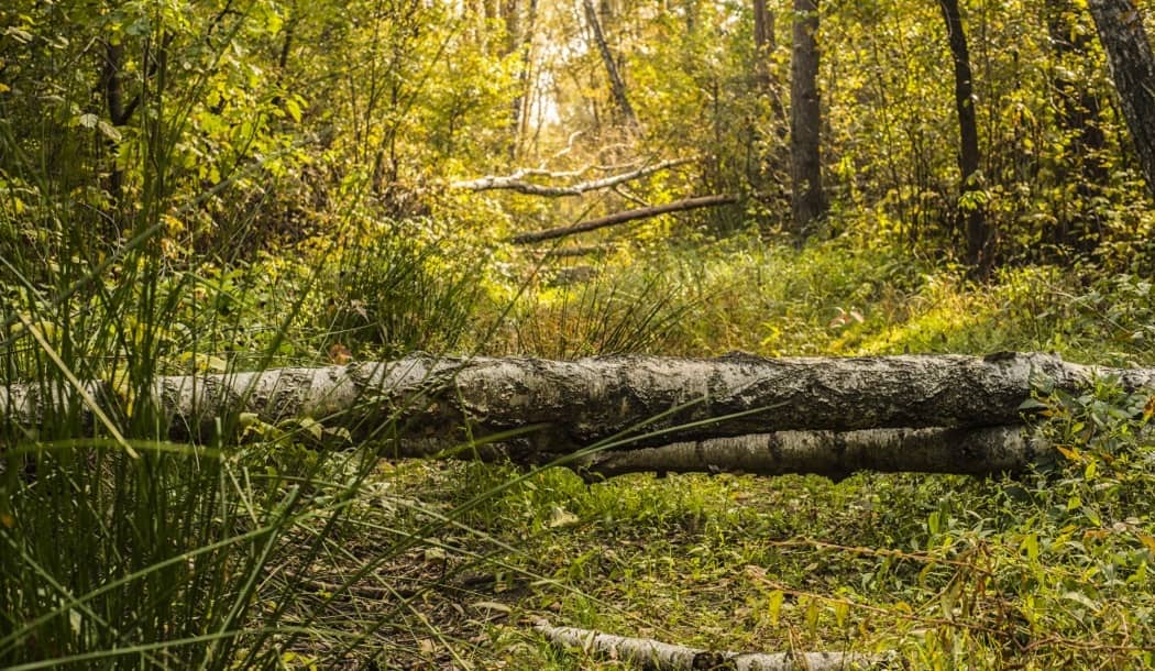 Rare Australian Tree Hides a Powerful Tumor Destroyer about undefined