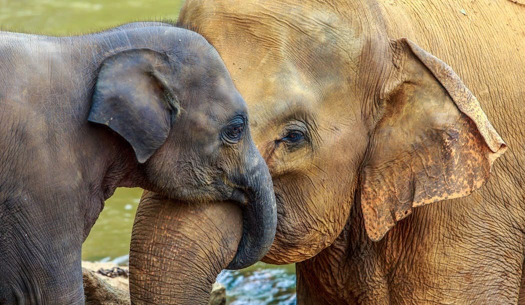 Why Are Elephants So “Immune” to Cancer? about undefined