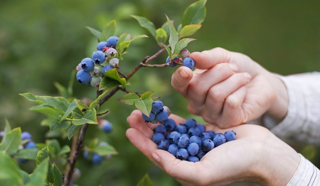 The Little Berry with Big Anti-Cancer Benefits about undefined