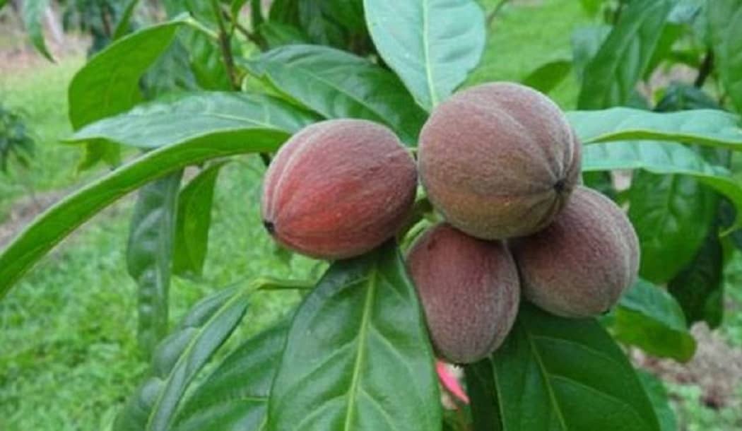 Brand-New Tumor Fighter Found in Rainforest Berry about undefined