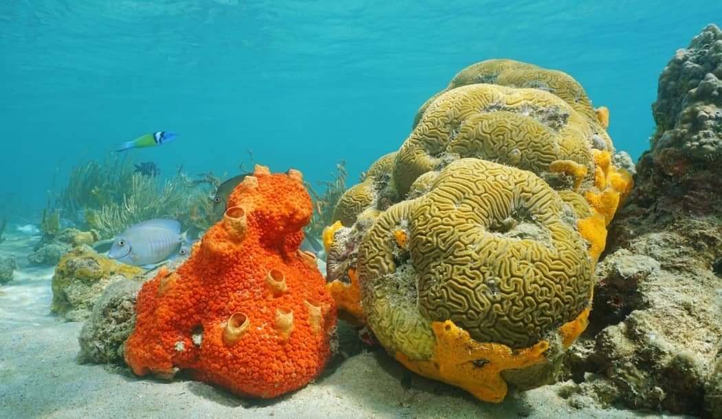 This Unique Sea Animal has a Secret to Combat Cancer about undefined