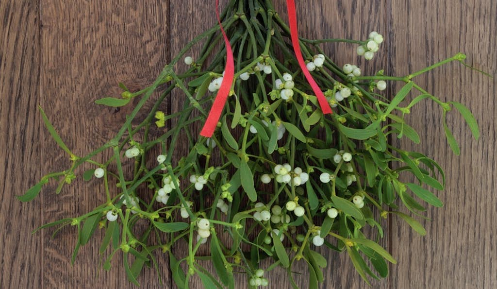 Traditional Christmas Plant Packs a Cancer-Killing Punch about false