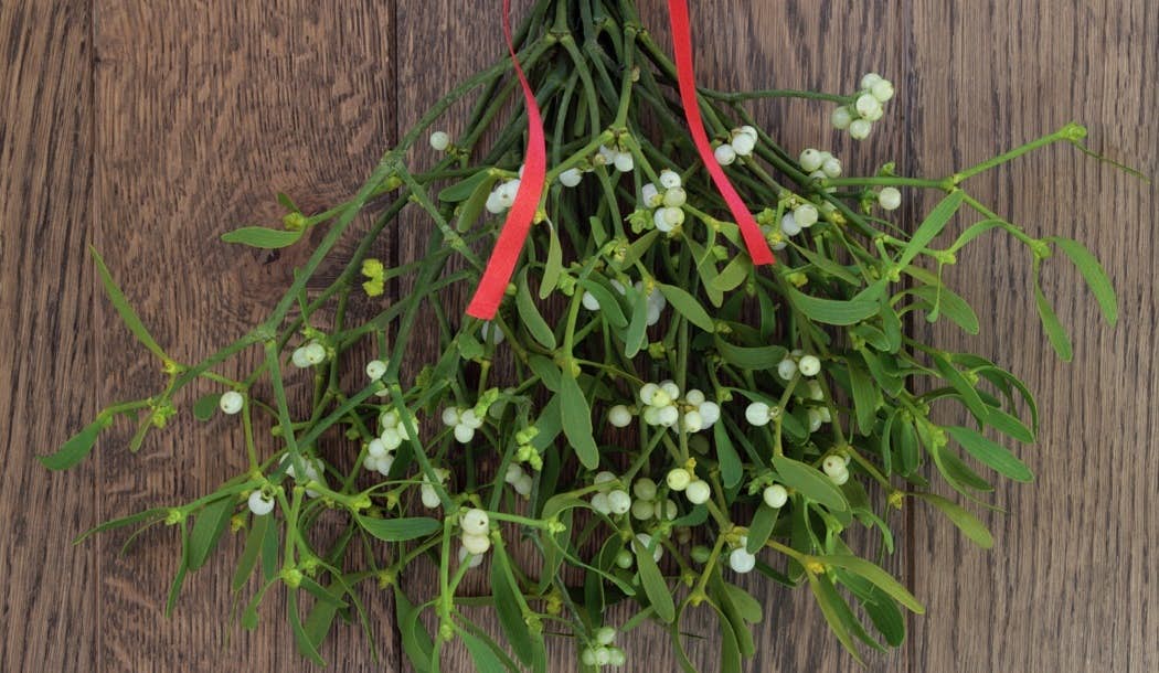 Traditional Christmas Plant Packs a Cancer-Killing Punch about undefined