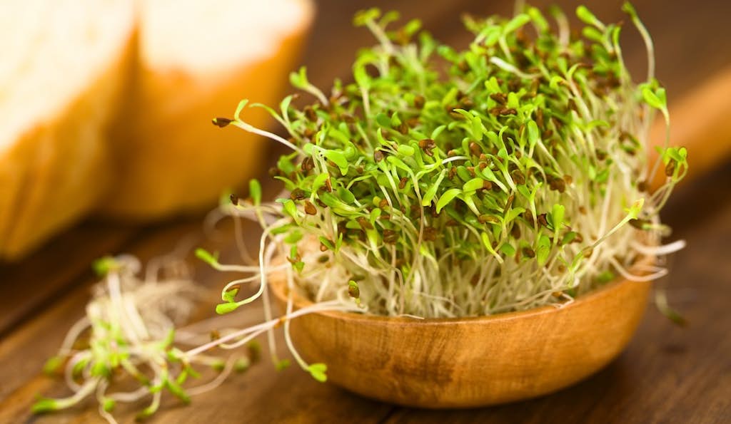 The Overlooked Grocery Store Superfood  You Can Easily Grow Yourself! about false