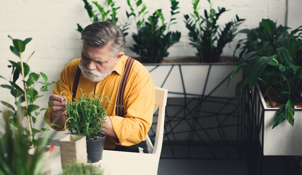 Are Your Houseplants  Really Purifying Your Air? about false
