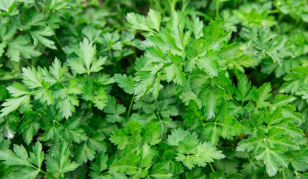 Parsley: The Garnish that Fights Cancer about undefined