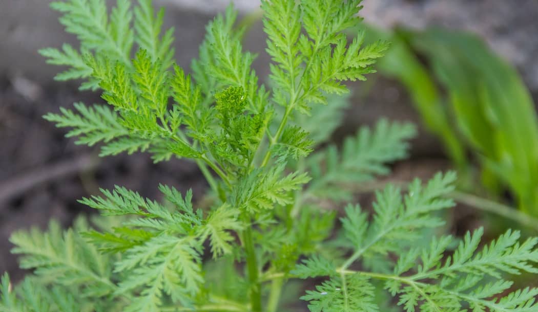 Common Garden Plant Doubles as a Potent Cancer Killer! about undefined