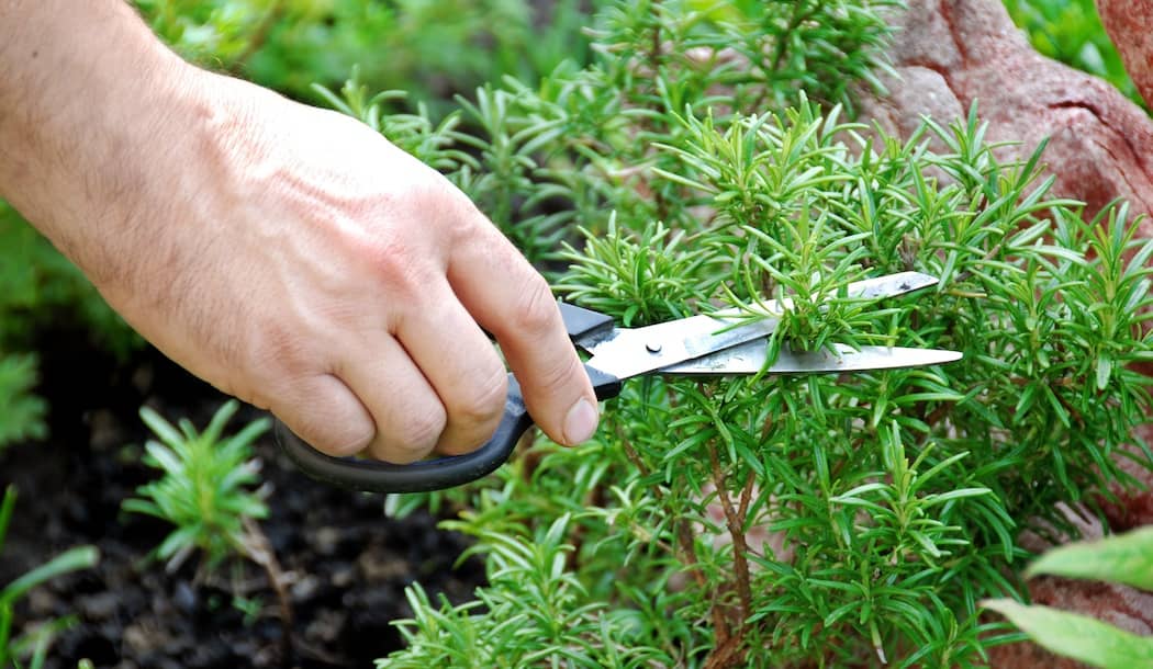 Cancer Treatment from Emperor Charlemagne’s Garden about undefined