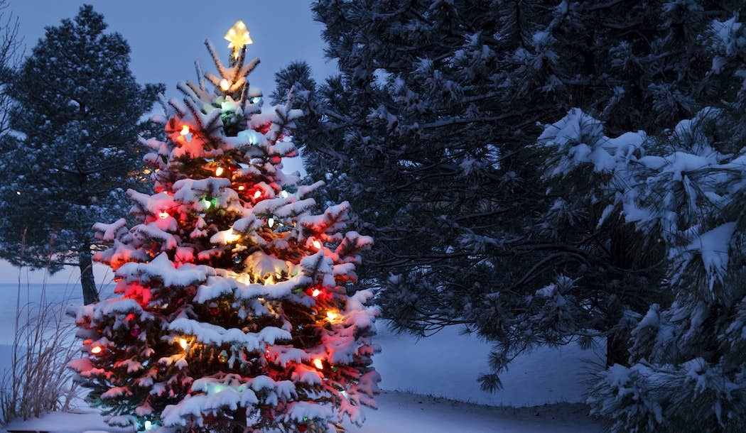 How Your Christmas Tree Can Help You Fight Cancer about undefined
