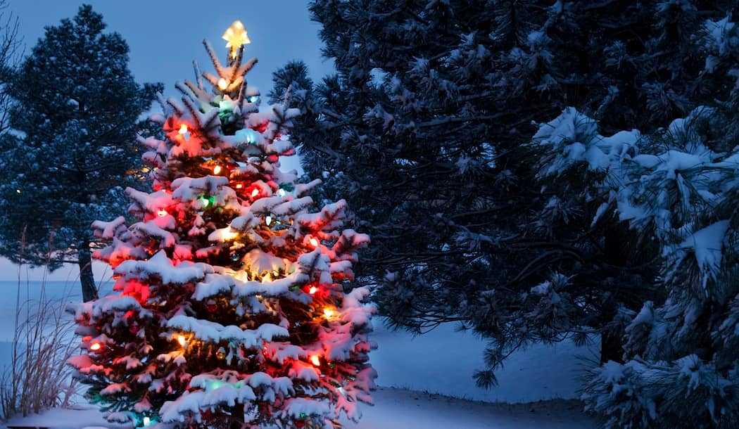 How Your Christmas Tree Can Help You Fight Cancer about undefined