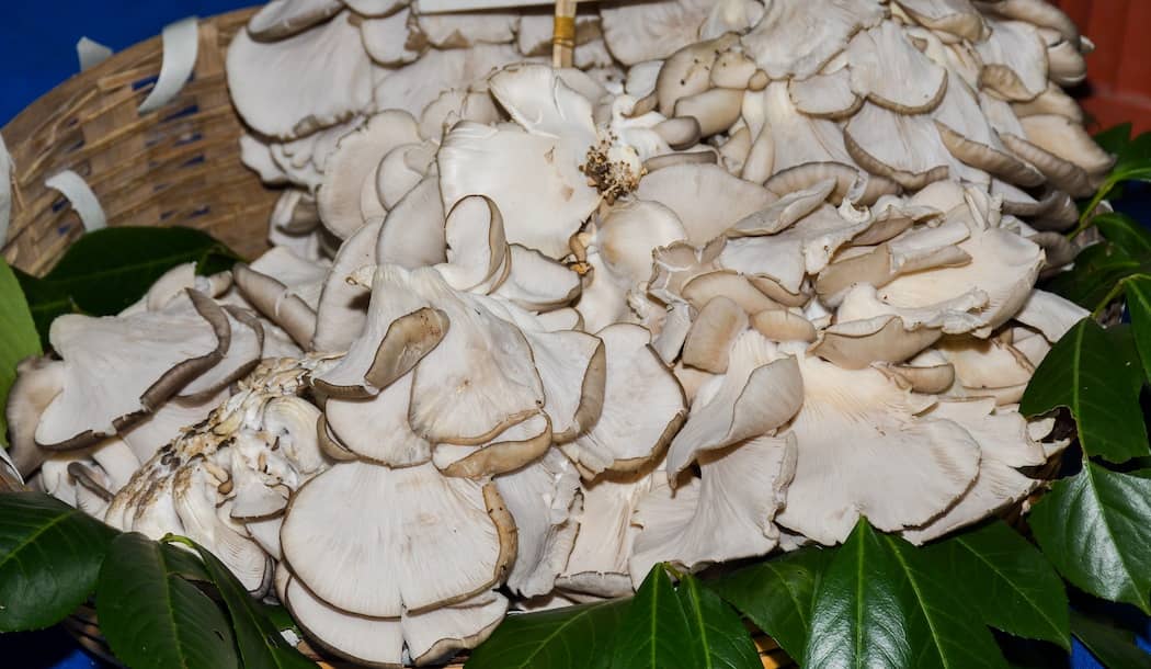 Japanese “Dancing” Secret for Cancer about undefined