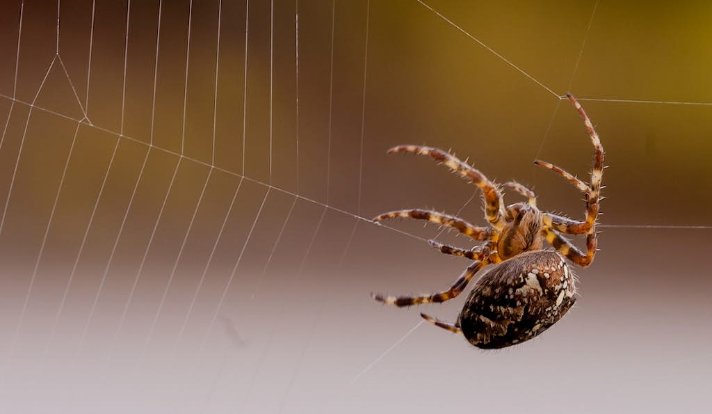 Spiders Can Make a Big Contribution to Fighting Cancer about false