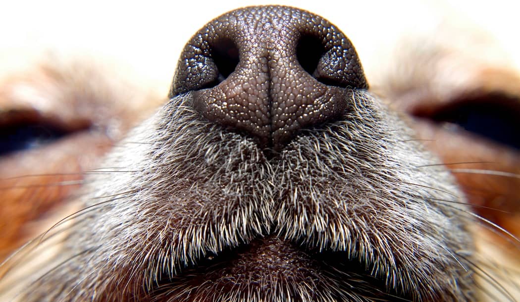 Why Dogs Can Detect Cancer So Accurately about undefined