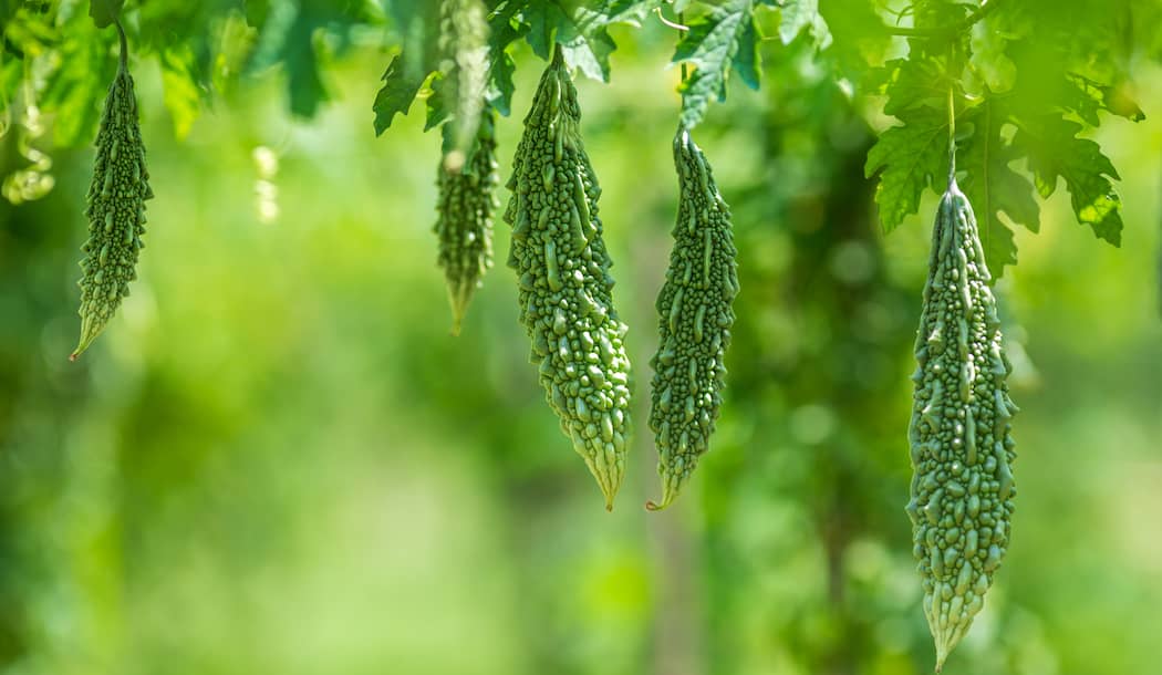 This “Bitter” Remedy for Blood Sugar Also Fights Cancer about undefined