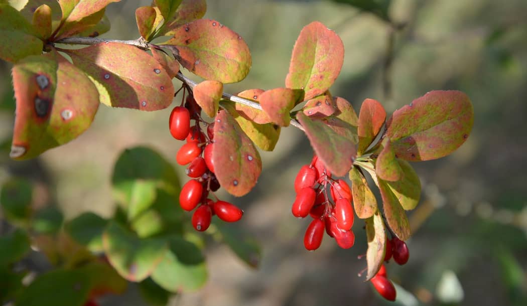 Does This Ancient Chinese Remedy Heal Liver Cancer? about undefined