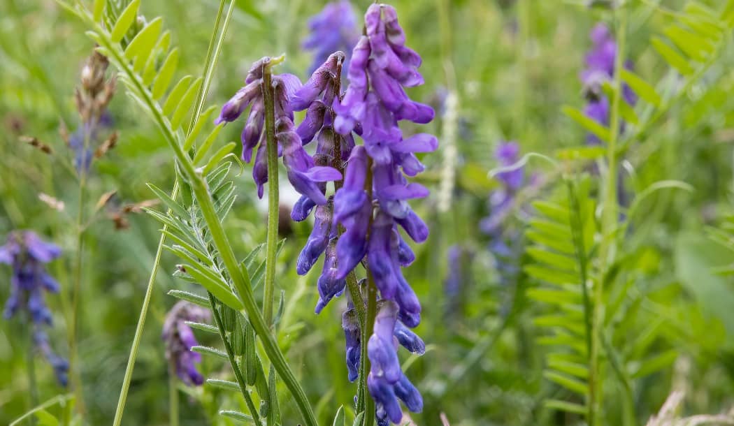 2,000-Year-Old Mint Plant Kills Cancer Cells about undefined