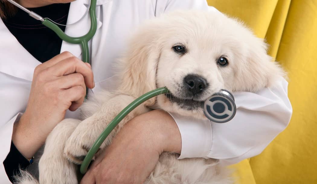 Did This Veterinarian Find A Treatment For Cancer? about undefined