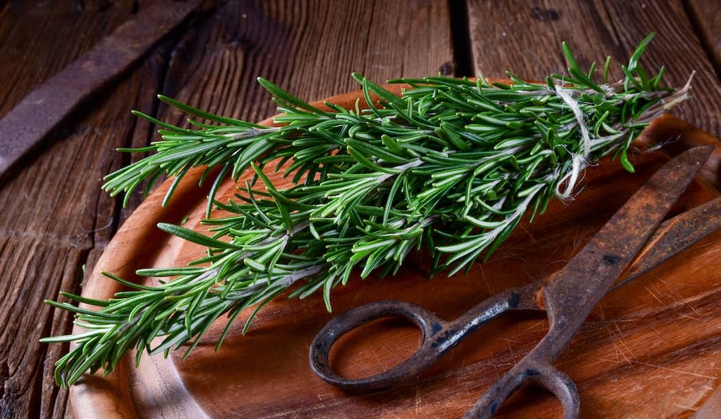 Aromatic Herb Assaults Cancer Cells about undefined